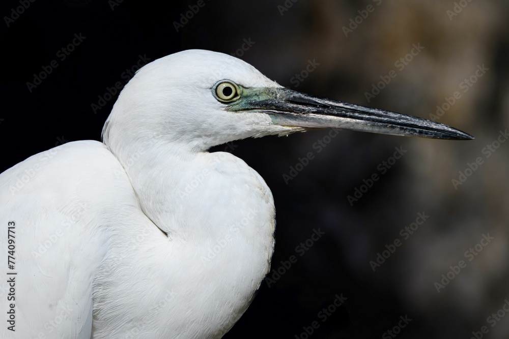 Close-up shot of a Great egret with a blurred background Close-up shot of a Great egret with a blurred background