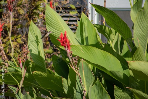 Hummingbird flying near canna lily (canna paniculata) in the garden