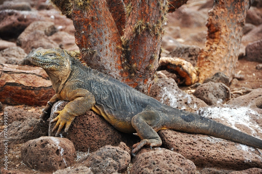 Galapagos land iguana (Conolophus subcristatus) crawling on stones Galapagos land iguana (Conolophus subcristatus) crawling on stones