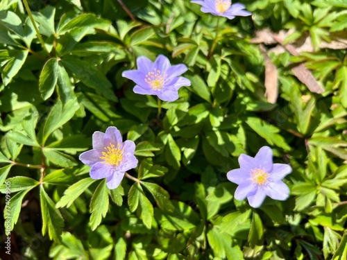 Closeup view of beautiful Wood anemone flowers in a garden
