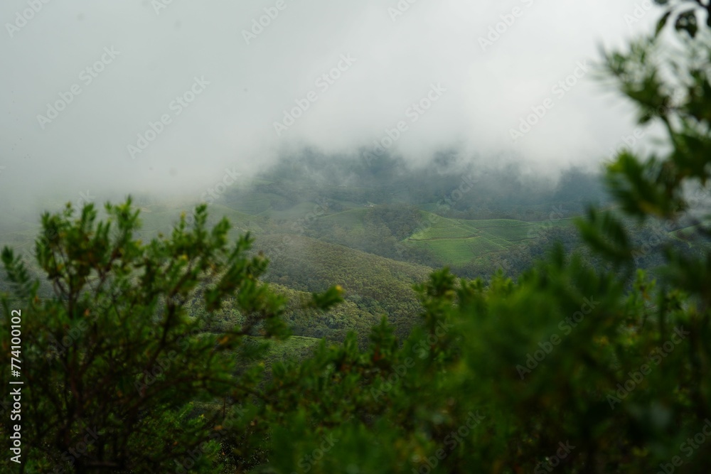 Lush tea plantation with a mountain in the background and mist rising from clouds Lush tea plantation with a mountain in the background and mist rising from clouds
