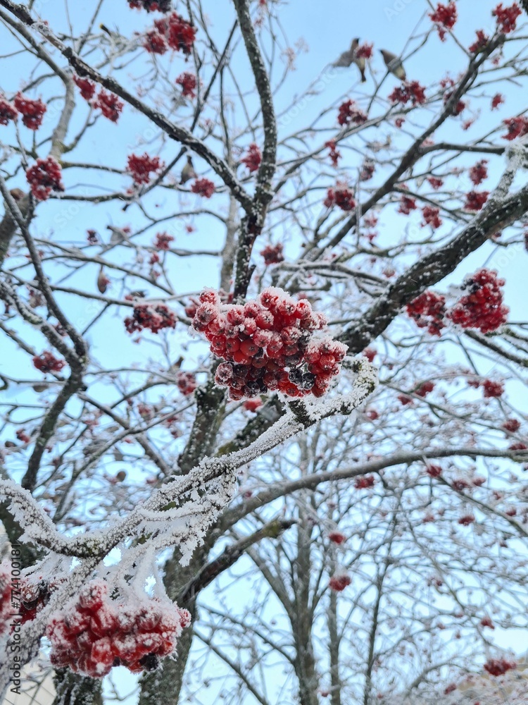 Low angle view of beautiful frozen rowan berries on the branches of a tree