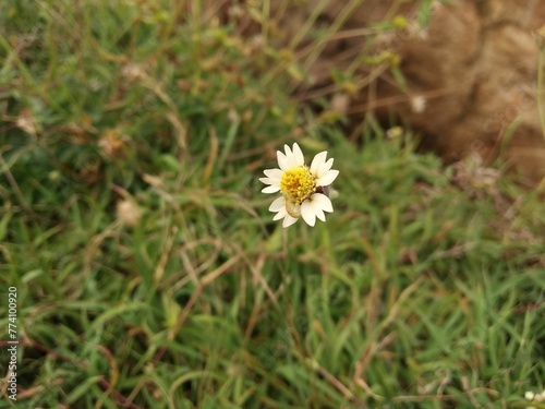 White flower in plant