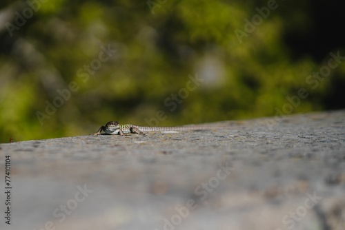 Selective focus shot of a lizard crawling on the wall © Wirestock