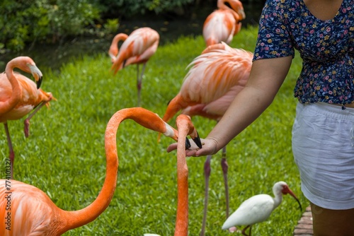 Closeup of group of red American flamingos on green lawn in zoological park photo