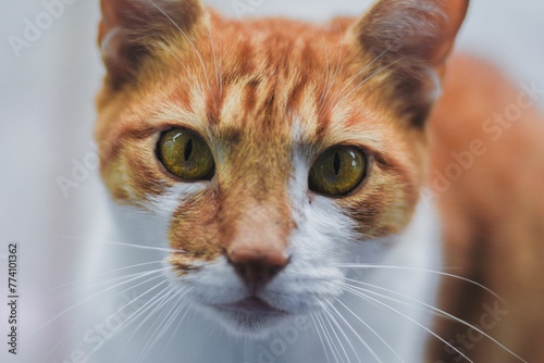 Fototapeta Naklejka Na Ścianę i Meble -  Closeup of a tabby cat gazing curiously into the eye of the camera
