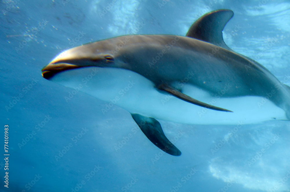 Naklejka premium イルカ