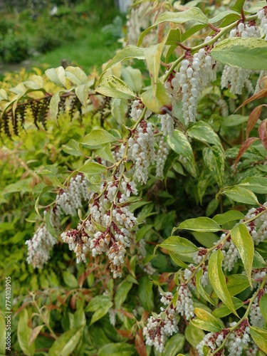 Vertical shot of the dog hobble plant (Leucothoe fontanesiana) with laurel and green leaves