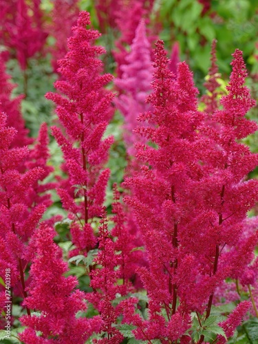 Japanese astilbe, Astilbe japonica, of family Saxifragaceae  photo