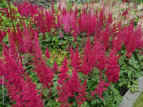 Japanese astilbe, Astilbe japonica, of family Saxifragaceae  photo