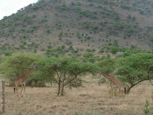 Maasai giraffe ( Giraffe tippelskirchi ) near an acacia tree in Serengeti National park, Tanzania photo