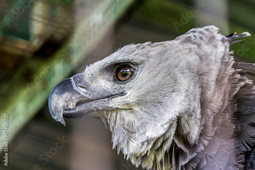 Close-up profile portrait of a harpy eagle. The American harpy eagle (Harpia harpyja) lives in the tropical lowland rainforests of America. It's a Near Threatened species.