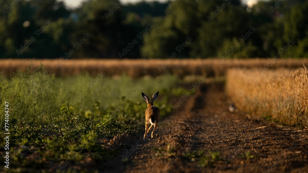 European rabbit in the middle of a ripe wheat field with blur trees in the background European rabbit in the middle of a ripe wheat field with blur trees in the background