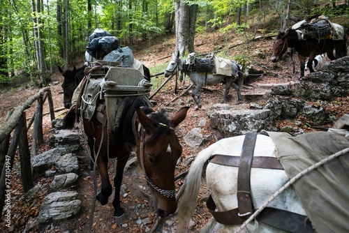 Group of horses with load walking through the forest photo