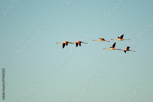 Flock of herons flying through a blue sky