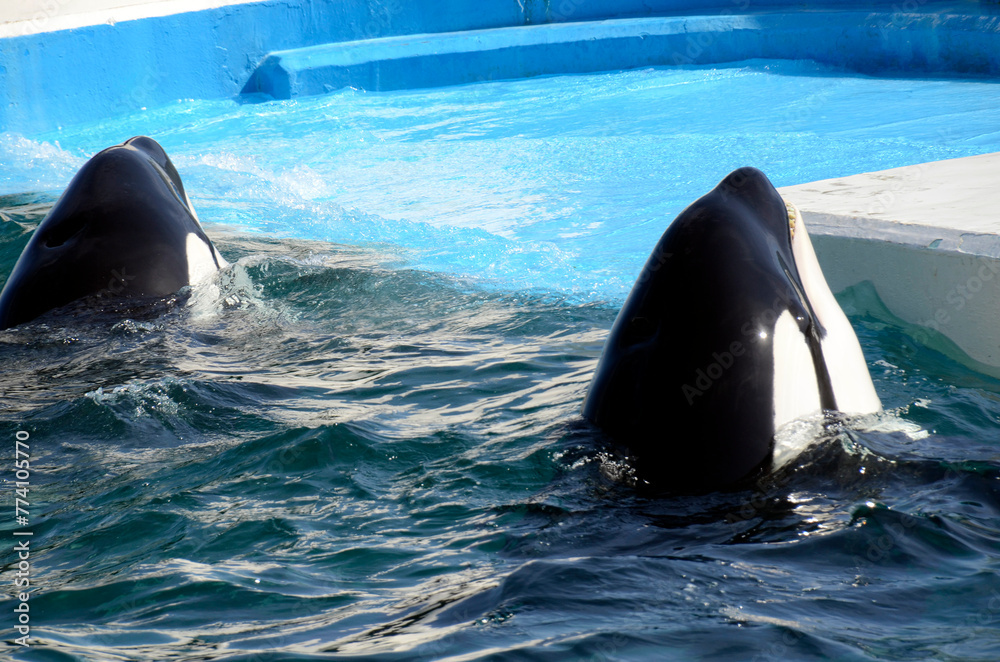 Obraz premium シャチ