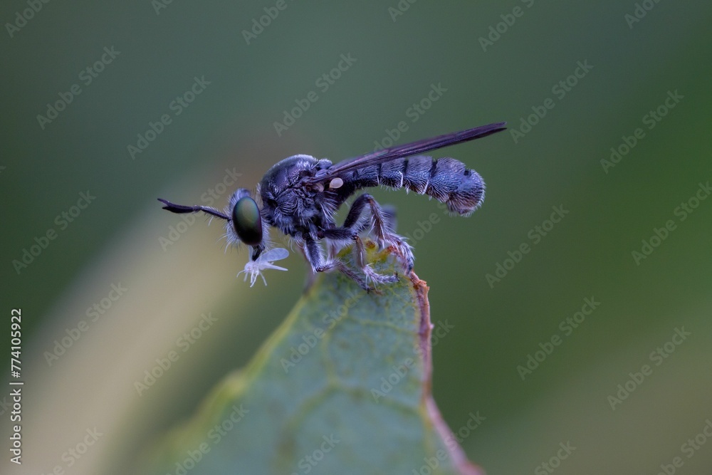 Macro shot of a Robber fly sitting on a plant on an isolated background Macro shot of a Robber fly sitting on a plant on an isolated background