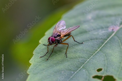 Closeup shot of a fly on the leaf