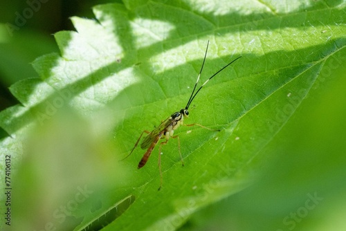 Closeup shot of an insect on the leaves