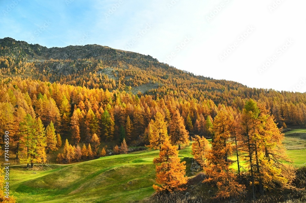 Naklejka premium Image of mountains covered by orange pine trees during the autumn.