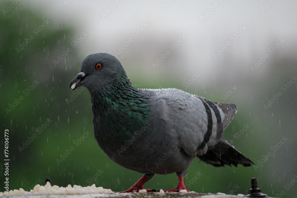 Closeup of a wild pigeon eating rice in the rain Closeup of a wild pigeon eating rice in the rain