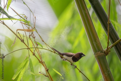 Closeup of a Javan munia, Lonchura leucogastroides. photo