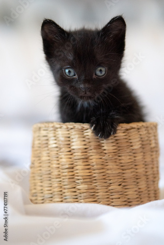 cachorro de gato en cesta 