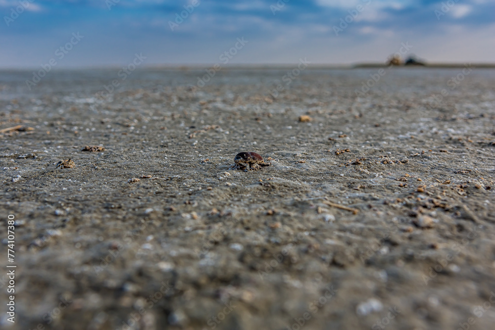 Fototapeta premium A dead dung beetle lies on the surface of the salt marsh of the saline Bulukhta (Volgograd region, Russia). Salt lake is deadly to insects and other wild animals.