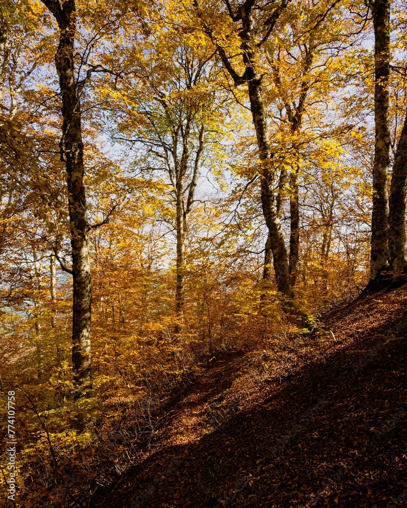 Vertical shot of autumn trees in the forest of Valia Kalda in Epirus, northern Greece