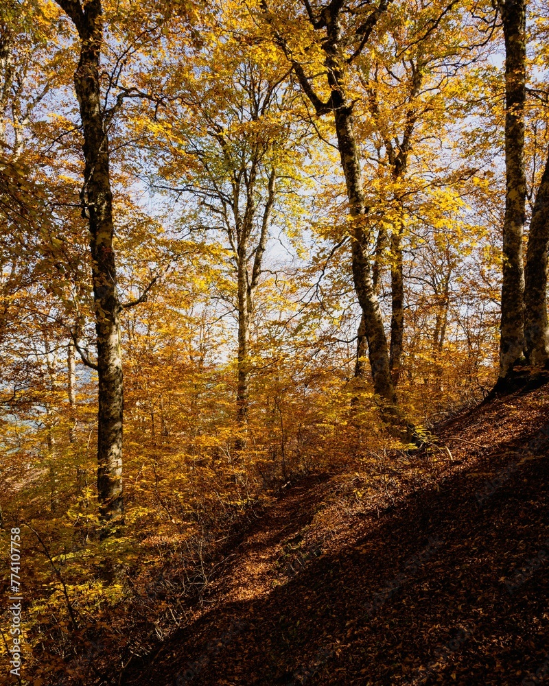 Fototapeta premium Vertical shot of autumn trees in the forest of Valia Kalda in Epirus, northern Greece