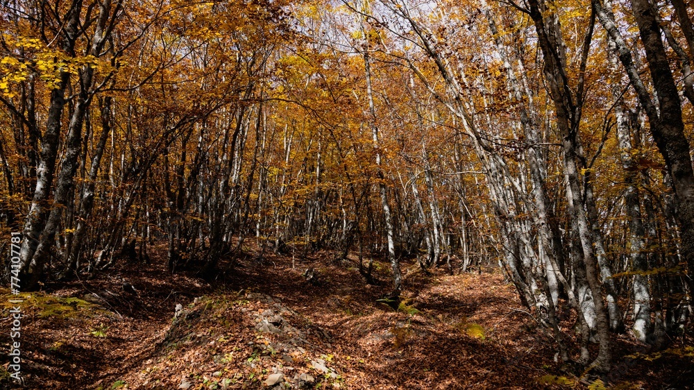 Scenic view of autumn trees in the forest of Valia Kalda in Epirus, northern Greece
