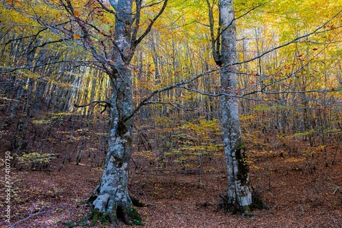 Close-up shot of trees in the forest of Valia Kalda in Epirus, northern Greece photo