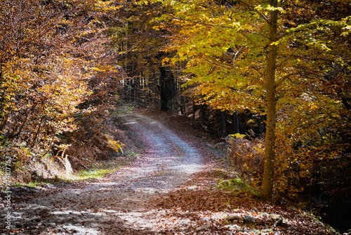 Scenic view of a road in the forest of Valia Kalda in Epirus in autumn season, northern Greece