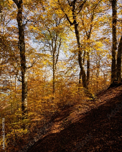 Vertical shot of autumn trees in the forest of Valia Kalda in Epirus  northern Greece