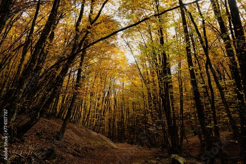 Scenic view of autumn trees in the forest of Valia Kalda in Epirus  northern Greece