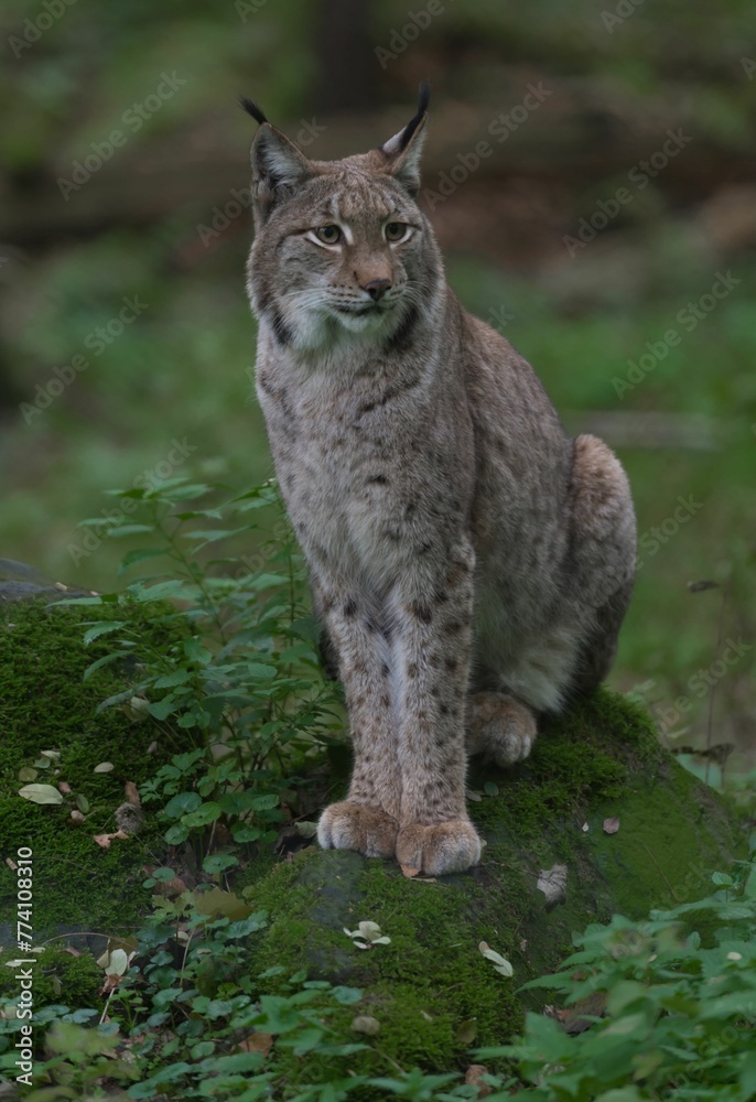 Vertical shot of a Eurasian lynx on the mossy rock Vertical shot of a Eurasian lynx on the mossy rock