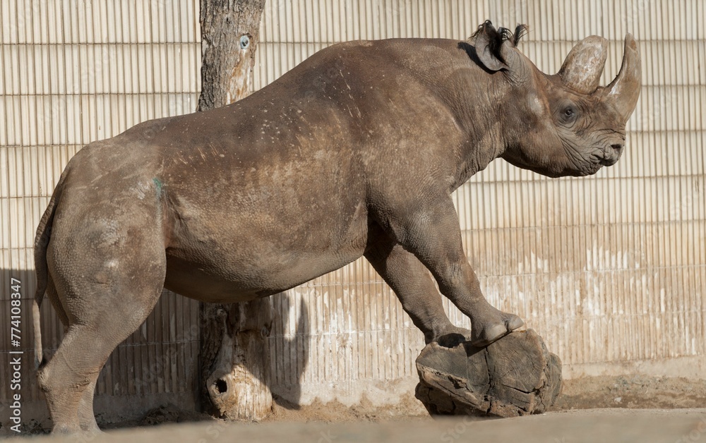 Fototapeta premium Side view of brown realistic rhinoceros statue by a tree