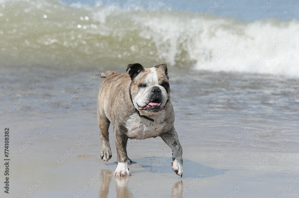 Closeup shot of an Olde English Bulldogge walking on the wet sand before the sea waves Closeup shot of an Olde English Bulldogge walking on the wet sand before the sea waves