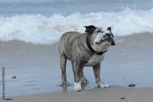 Closeup shot of an Olde English Bulldogge on a black collar looking up at a beach photo