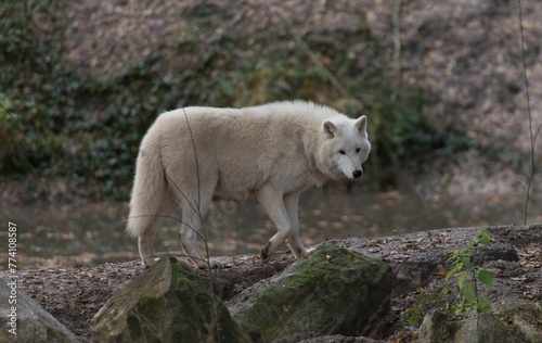 Closeup shot of a white single wold in the forest.