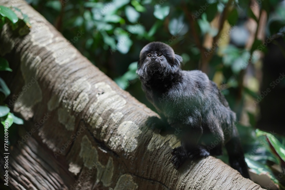 Obraz premium Closeup shot of a single grey small monkey on a tree branch.
