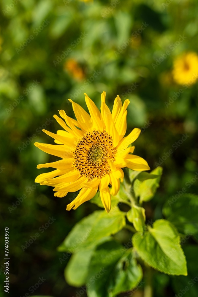 Vertical shot of a vivid sunflower (Helianthus annuus) Vertical shot of a vivid sunflower (Helianthus annuus)