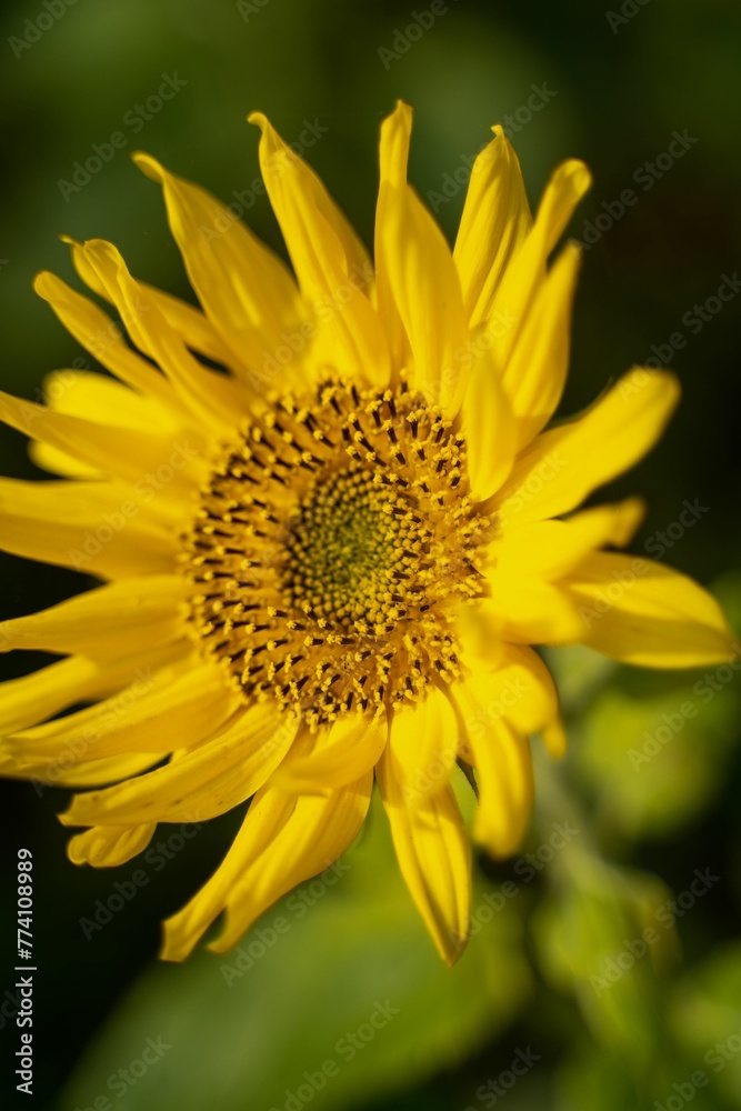 Closeup of a sunflower with blurred background Closeup of a sunflower with blurred background