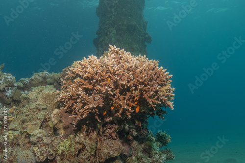 Fototapeta Naklejka Na Ścianę i Meble -  Coral reef and water plants in the Red Sea, Eilat Israel
