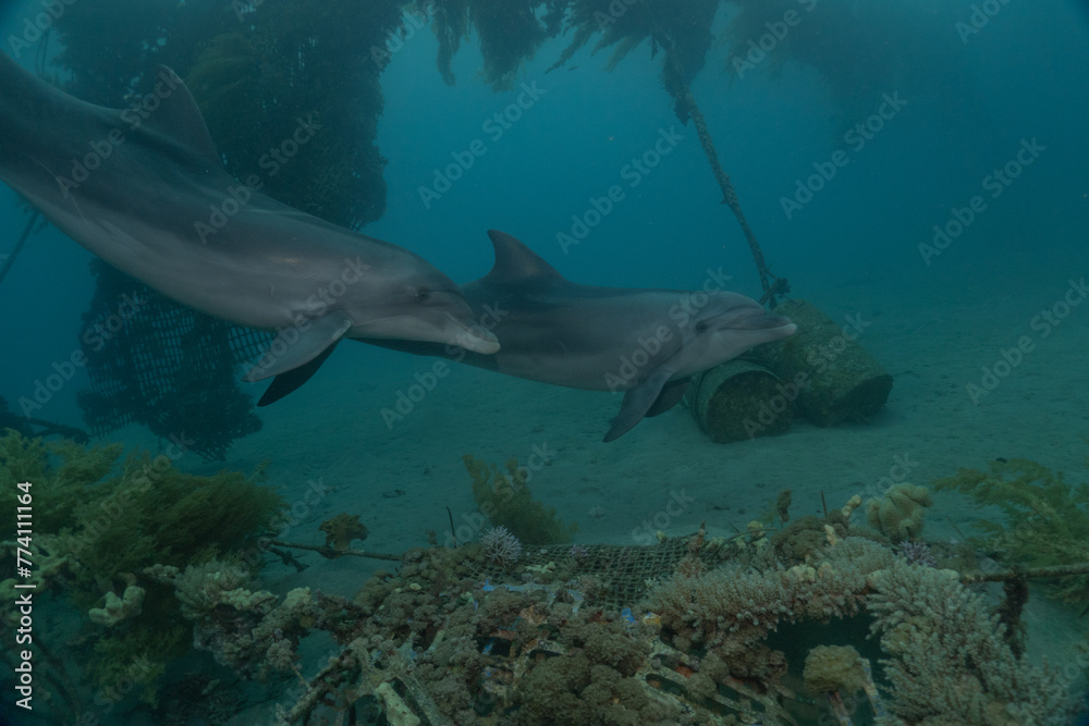 Fototapeta premium Dolphin swimming in the Red Sea, Eilat Israel 