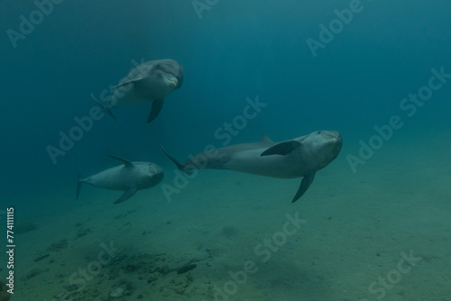 Dolphin swimming in the Red Sea  Eilat Israel 