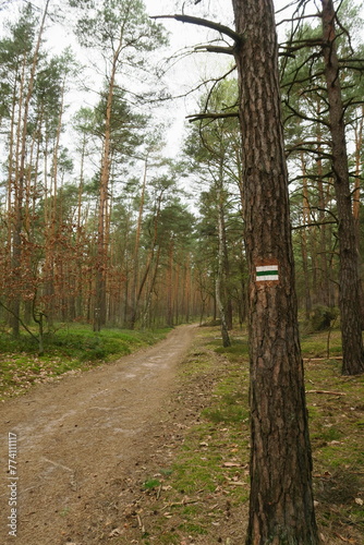 Kampinoski Park Narodowy, Mazovia, Poland photo