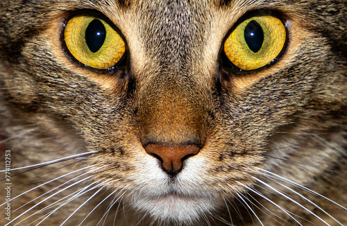 close up portrait of a brown cat, eyes nose and mouth