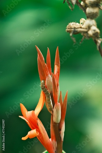 Close up of a Corn earworm (Helicoverpa zea) on an Indian shot flower on natural, blurred background photo