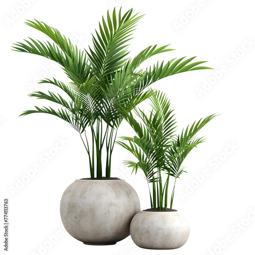 Home Decorative Plant with Pots isolated on a transparent background, 3D rendering realistic vector icon illustration potted plants for the interior.